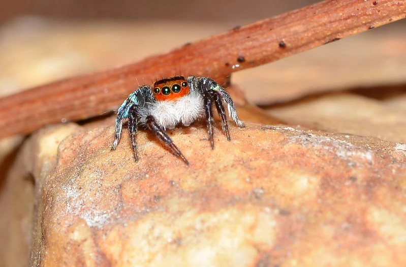 Jumping Spider Photos and Images